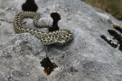 Vipera ursinii - planinski žutokrug